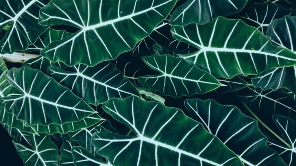 La maison passe au vert